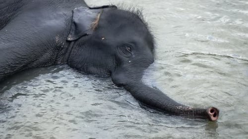 Elephant Lying in River During Bath, Super 240