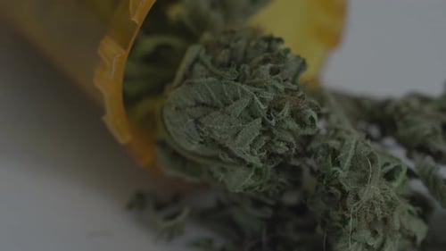Close Up Plant Material and Prescription Bottle