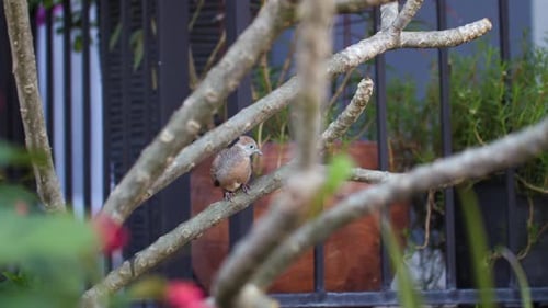 Petit oiseau se perche sur une branche d'arbre entouré d'un jardin