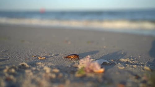 Big brown beetle insect crawl in the sea coast