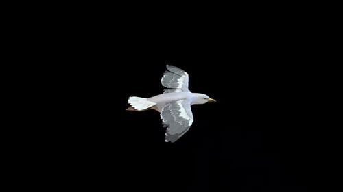 Animated Seagull Flying With Alpha Channel