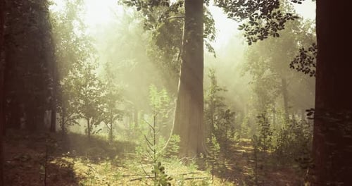 Sunlight Filters Through Trees in a Serene Forest Landscape During Morning