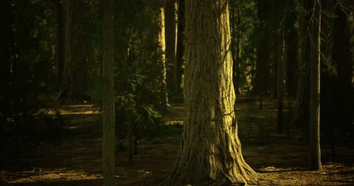 Majestic Tall Tree Surrounded By Serene Forest in Golden Sunlight