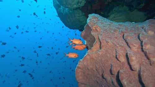 Coral Reef Ecosystem with Orange Fish