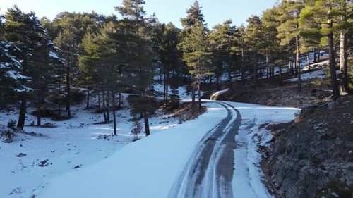 Winding Forest Road