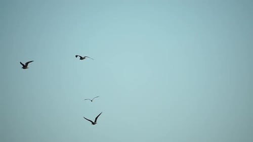 Seagulls Flying in Sunset Sky A Flock of the Seagull Birds Flies Under a Dark Sky After Sunset Over