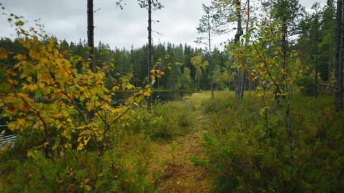 Wunderschöne Landschaft im Wald und ruhigem See am Herbsttag Steadicam Shot Spazieren und Wandern in der Natur