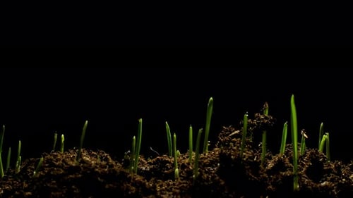 Growing wheat grass rising from soil time lapse 4k footage.