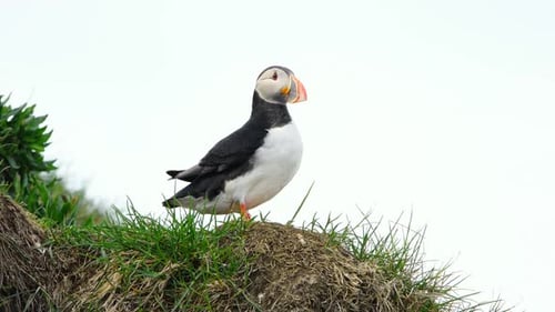 Atlantic Puffin on Cliff Top in Iceland Cute Bird in Wildlife Animal on the Ocean Coast