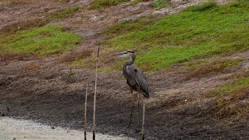 Majestic Great Blue Heron Standing Gracefully on the Edge of a Tranquil Lake