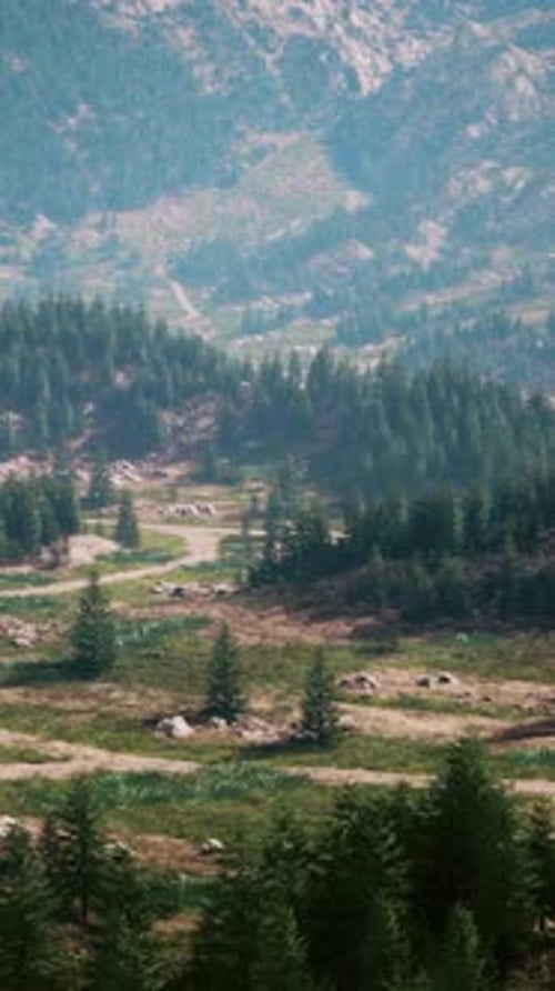A Picturesque Road Winding Through a Lush Forest