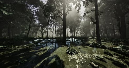 Discover Serene Tranquility in a Misty Forest with Glistening Puddles at Dawn