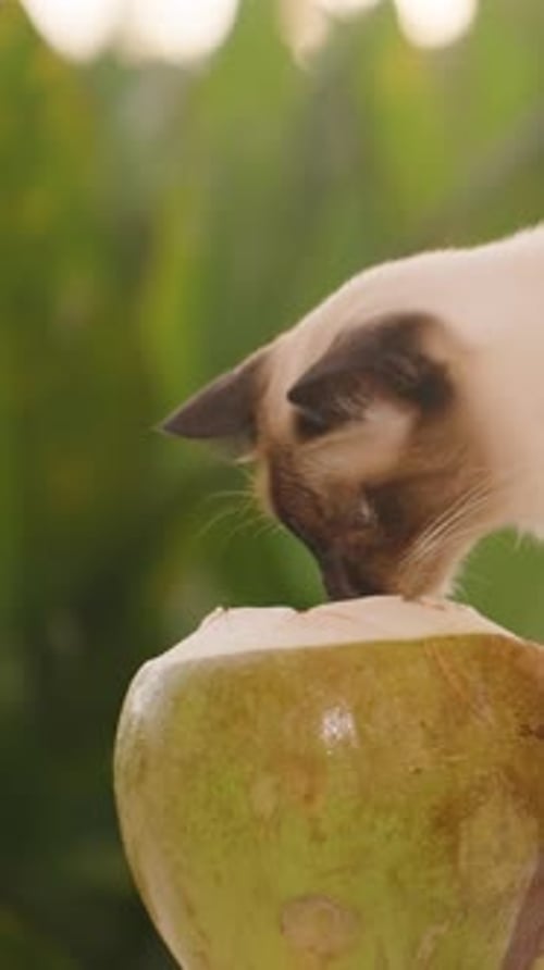 Vidéo verticale. Chat siamois buvant de l'eau de coco directement à partir de fruits au ralenti avec Bright