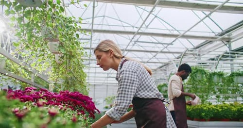 Side Camera View of People Working As Florists in Agricultural Business Picking Up Large Pot with