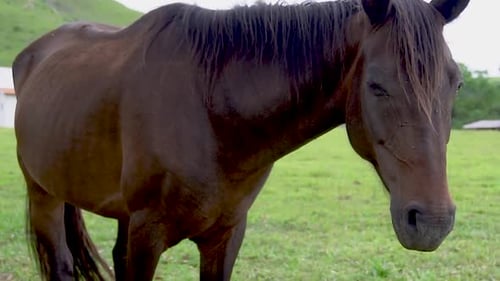 A horse in open field eating grassu during the summer in brazil. Brazilian farms are always full of