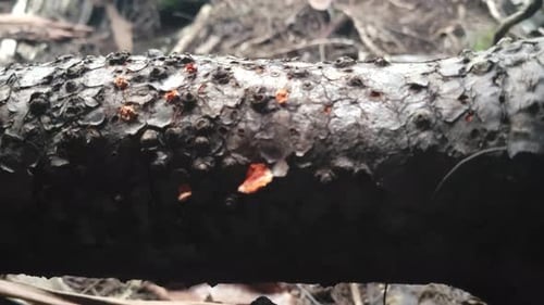 Detail eines verrottenden Baumstamms mit Rindenverfall und kleinem Orangenpilzwachstum, auf dem Fo liegend