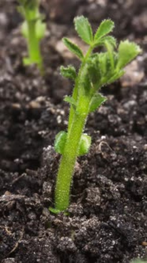 Growing Plant Chickpeas
