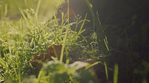 Cluster of Small Mushrooms Growing among Grass Blades in Forest
