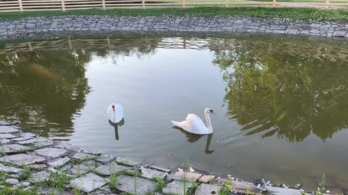 Two swans swim in the city park pond