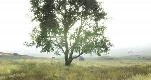Solitary Tree in a Misty Meadow at Dawn with Distant Hills and Stones