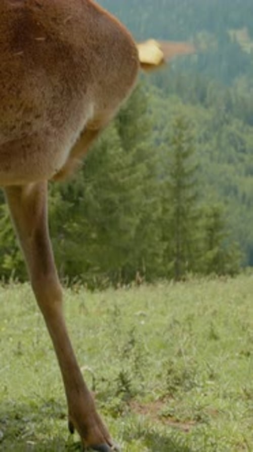 Vertical video Wild deer grazes on lush grass amidst serene mountain landscape
