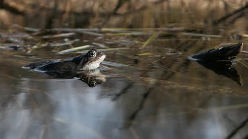Toad frog in shallow pond water looking ahead and breathing, nature spring detail