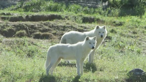 Canadian Wildlife - Arctic wolves on the summer tundra