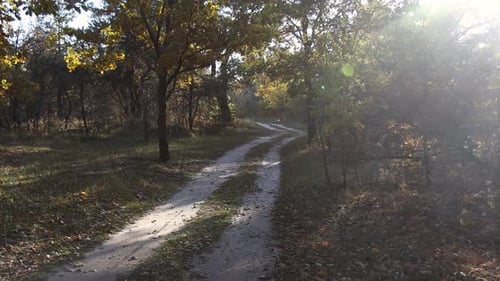 Spazieren Sie im Herbstwald. Die Sonnenstrahlen brechen durch die Äste der Bäume.