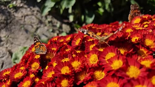 Monarch Butterflies on Vibrant Red and Yellow Flowers