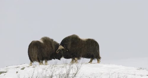 Two Muskox Stand Face to Face in Snowy Weather