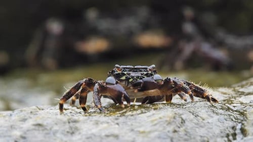 Seaweed Eater Crab