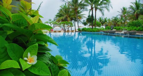 Spa holiday swimming pool with palm trees tropical ocean beach on the background. Exotic green plant