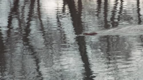 Bisamratte schwimmt in einem See in der Nähe des Waldes