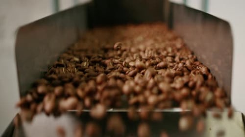 Coffee beans are pushed onto the conveyor of an industrial shaker Brown beans fall for packing