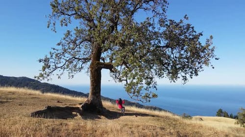 Aerial of a woman on a tree swing overlooking the Ocean