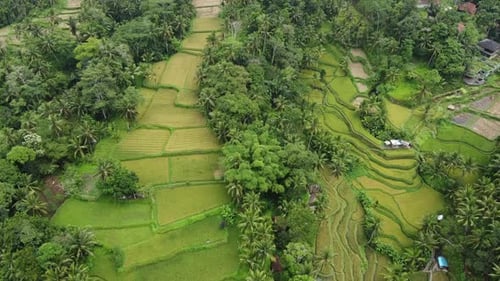 view of Multi-level Rice Terraces and nearby Village at Tegalalang Rice Terraces in BALI