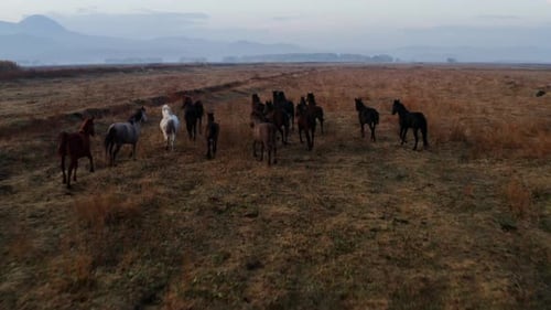 Wild Horses Running On Scenic Landscape Near Hürmetci Village, Between Cappadocia And Kayseri, Turke