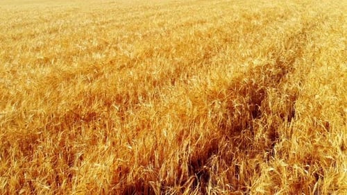 Wheat Field