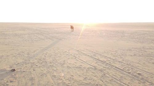 Camel in empty Arabian desert