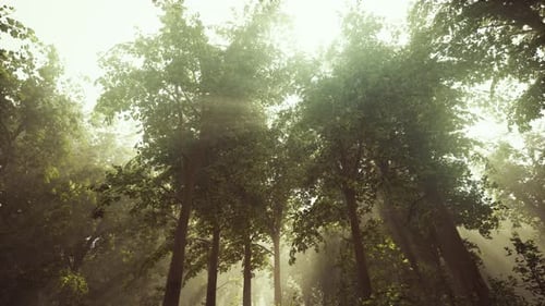 Rays of Bursting Sunlight in a Misty Forest