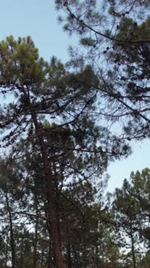 In the Forest Vertical Video