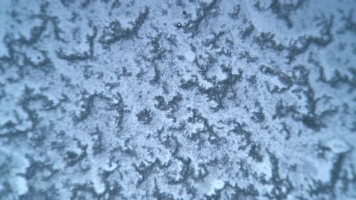 Abstract Organic Fluid Microscopic Particles Flowing Background