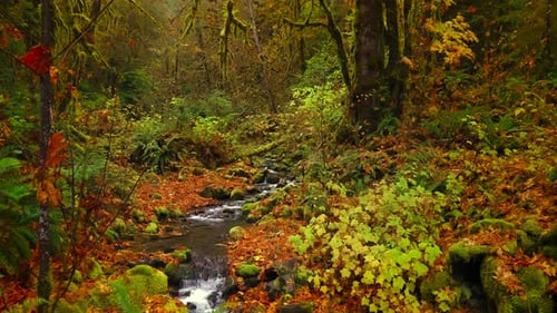 Rainforest Stream Rushing On Rocks During Autumn Season. Slow Motion Shot