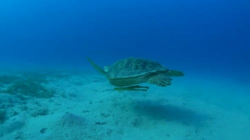 Sea turtle swimming over sea floor and swimming away from camera
