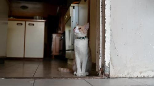 Cat Sitting Patiently Indoors in a Home