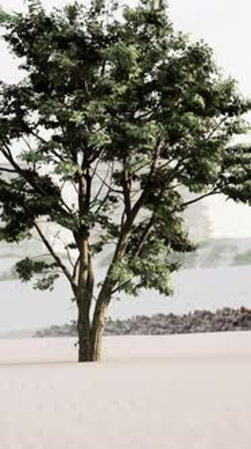Tree Standing in Sand By Water