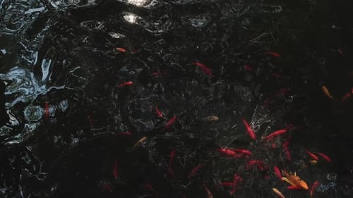 School of koi fish swims under surface of the water in pond, top view