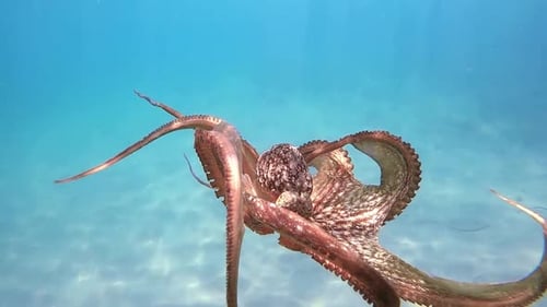 Anmutiger Oktopus, der langsam unter den Wellen gleitet