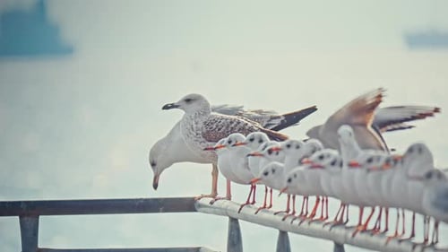 Möwe 2K