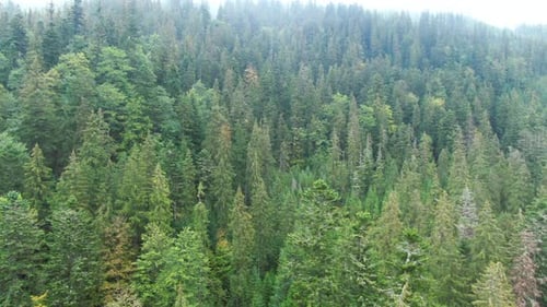 Wide Shot Panning in Evergreen Coniferous Forest on Hills of Carpathian Mountains Aerial View of
